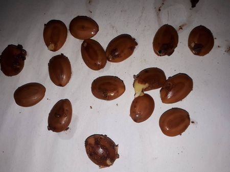 seeds photo, Albizia lebbeck - Indian siris seeds