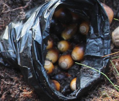 seeds photo, Quercus virginiana - Southern live oak seeds