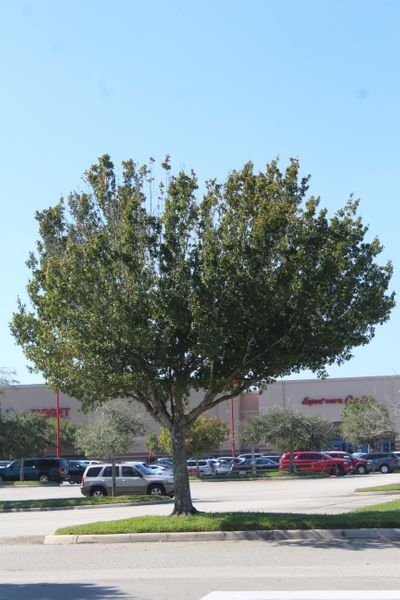 vertical photo Quercus virginiana source, Fort Worth